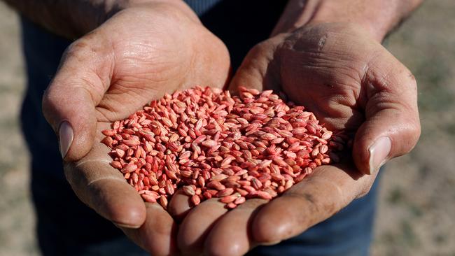 Australian barley has been central to a dispute brought before the World Trade Organisation. Picture: AAP