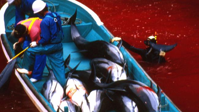 The shocking blood-filled lagoon in Taiji, Japan shows fishermen with a boat filled with freshly caught dolphins. Sea World has joined zoological societies in urging for an end to the brutality. Photo: Brooke McDonald