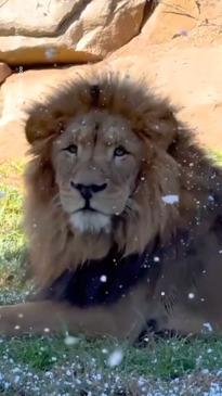 Sydney Zoo lions get into the winter spirit