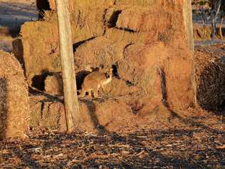 SNACKTIME: A roo has put himself on a diet of lucerne hay in a shed at Greymare. Picture: Gerard Walsh