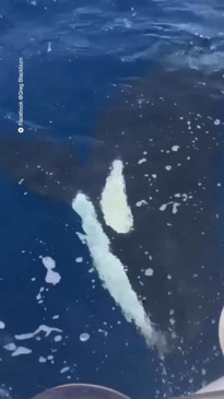 Killer whales are attacking boats off the Moroccan coast