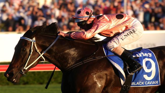 Theblade is related to champion sprinter Black Caviar (pictured).