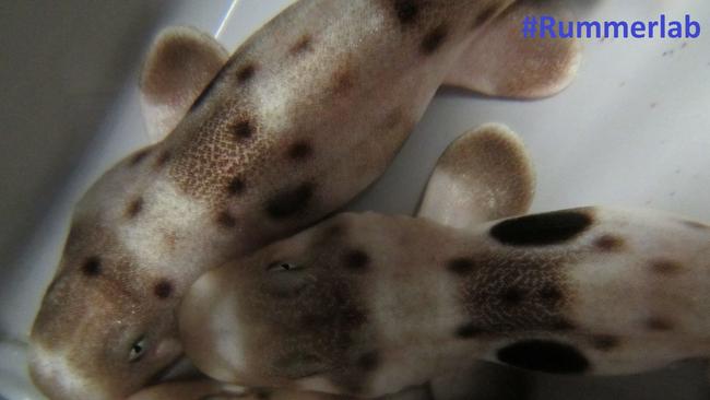 Newly hatched sharks. New research has found as climate change causes the world’s oceans to warm, baby sharks are born smaller, exhausted, undernourished and into environments that are already difficult for them to survive in. PICTURE: C. Gervais.