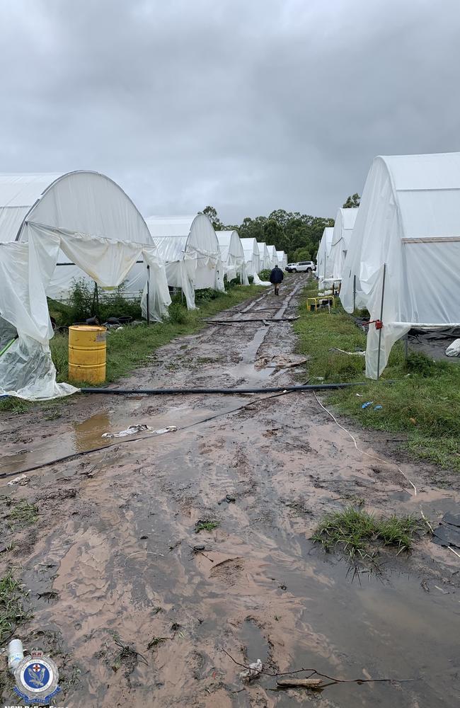 Police dismantled the greenhouses at Ellangowan. Picture: NSW Police Media