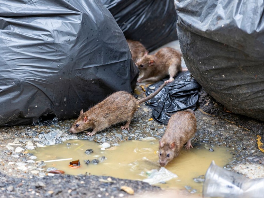 Larvae can be transmitted from rat faeces. Picture: iStock