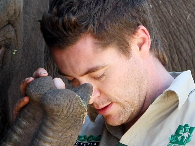 Melbourne Zoo. Num-Oi the pregnant elephant. Num-Oi with keeper Lucas McGhie.