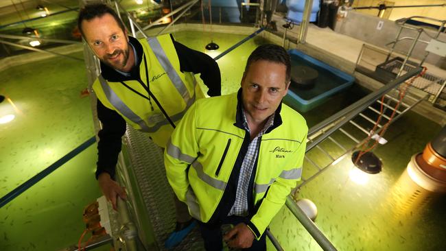 (L-R) Petuna Chief Operations Officer Richard Miller and CEO Mark Potter stand above an atlantic salmon fingerlings tank at the opening of the Petuna hatchery at Cressy