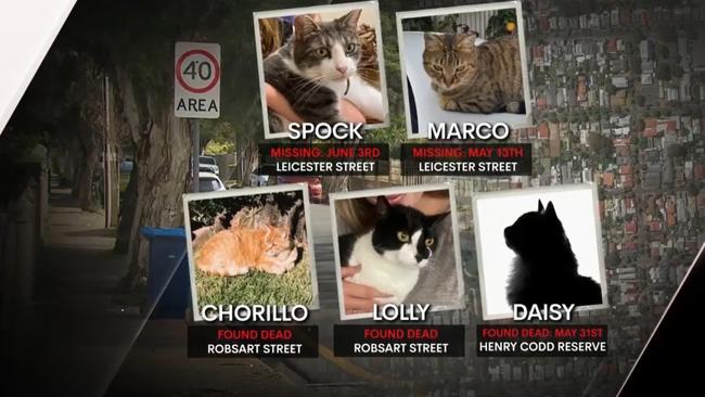 List of missing cats with owners residing in Parkside. Picture: 7NEWS