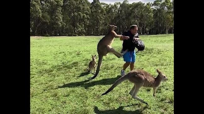 Kangaroo violence toward tourists rampant on NSW north coast