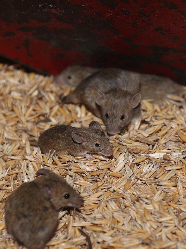 Rural communities in western NSW have been battling a plague of mice that are destroying their livelihoods. Picture: David Swift