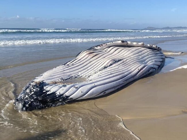 A whale washed up on Seven Mile Beach, Lennox Head on July 2, 2023. Picture: Jordy Todd