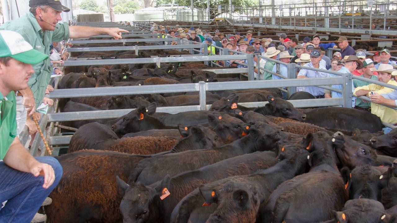 Euroa special cattle sale Prices better than anticipated The Weekly