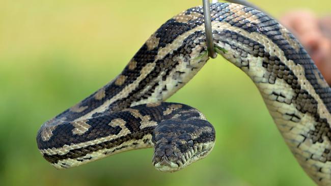 Mr Farquhar said humans are more likely to come across snakes in Spring and the start of Summer. Picture: Supplied