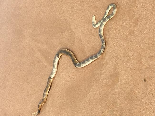 A family spotted the unusual sight of sea snake stranded on the sand just south of North Avoca Surf Club yesterday. Picture: Melanie Fentoullis