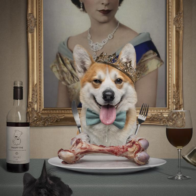 Australian Professional Photographer of the Year at the national Australian Institute of Professional Photography Awards. Winner Pet/Animal Photographer of the year The Queens Corgi Picture: Belinda Richards