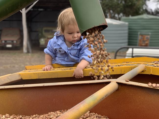 Millicent Gardiner, 15 months, filling up the sheep feeder at Ambleside Pastoral at Foxhow, Victoria. Picture: Rebecca Richards