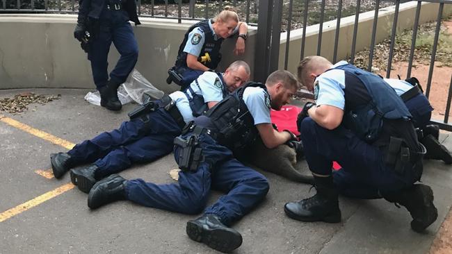 Police officers pin down a kangaroo found bouncing along Sydney Harbour Bridge Picture: John Grainger