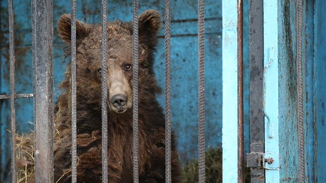 Inside the world’s saddest zoo