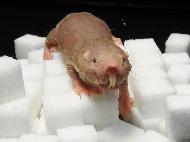 Sugar in a more regular context, with naked mole-rat.