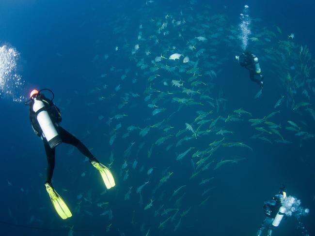 STUNNING: A dive at Rainbow Beach's Wolf Rock on the weekend gave divers an up-close encounter with more than 20 sharks.