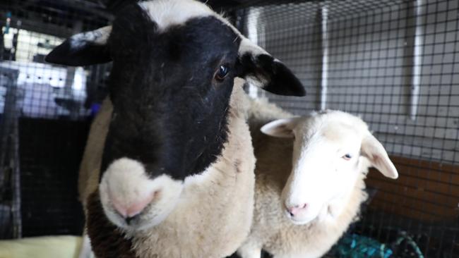 The two sheep being taken to the RSPCA shelter. Picture: RSPCA