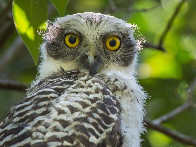 Powerful owl is endangered on the Central coast.