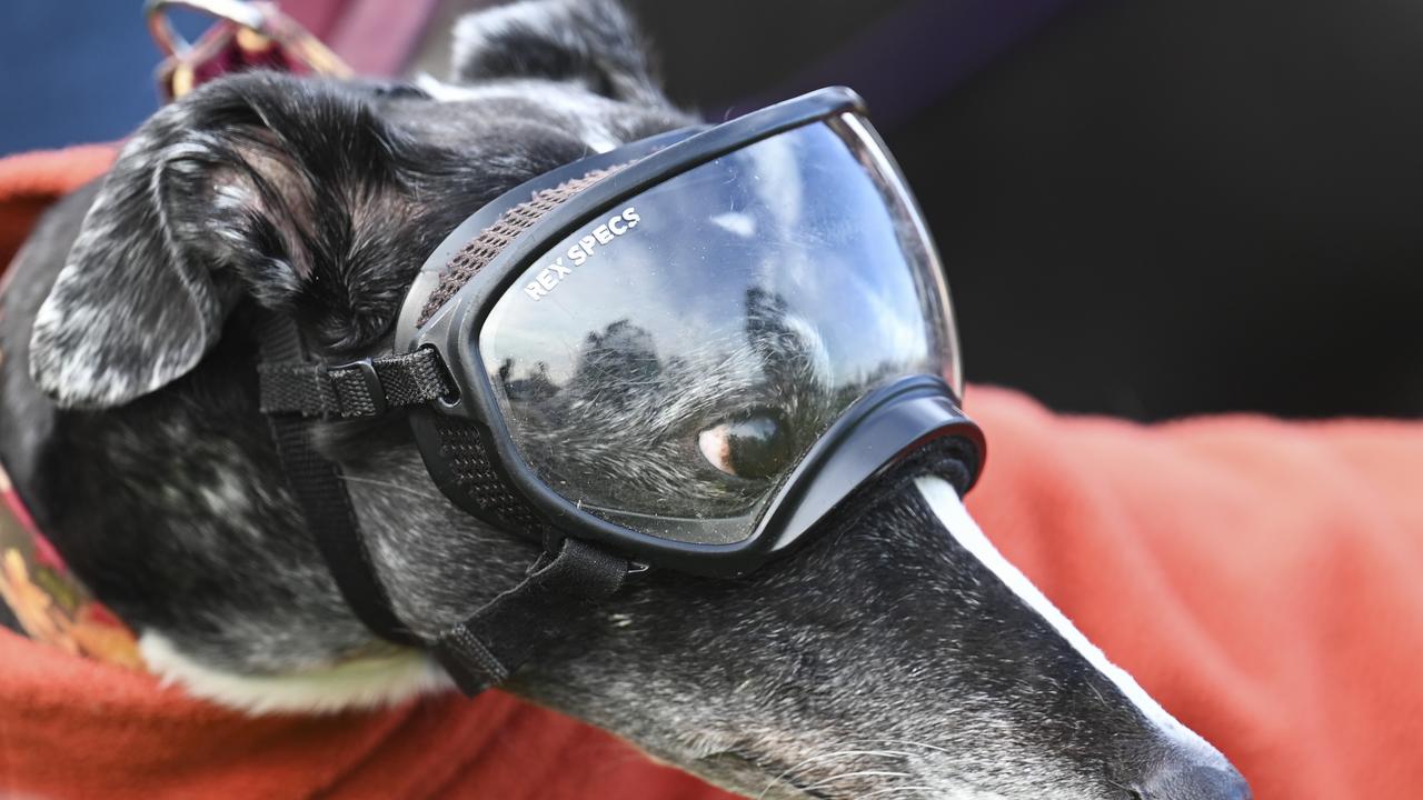 Inquiry to probe alleged greyhound abuse
