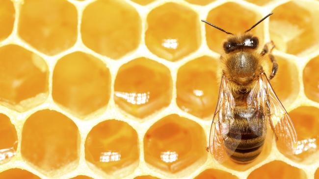 Bees may be more crucial to your wellbeing than you think.