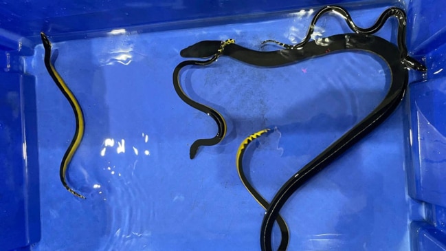 ‘Never seen it before’ Venomous sea snake’s surprise for vet staff