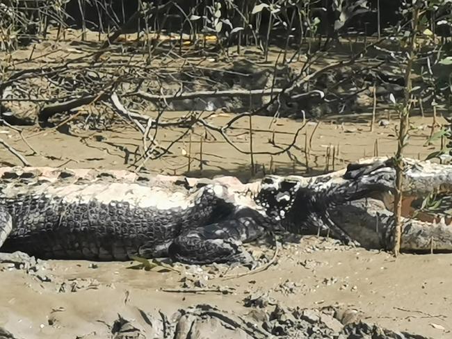 A very sick and sunburnt looking croc has been spotted in mud flats in Kakadu. Picture: David Lucas