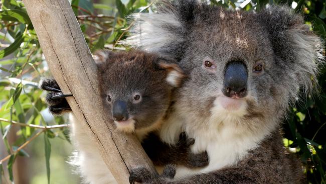 The koala population is facing an uphill battle in Queensland. Picture: Calum Robertson