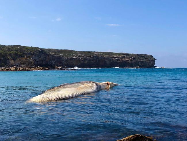 The whale stood out against Wattamolla’s stunning scenery. Picture: Anthony Turner