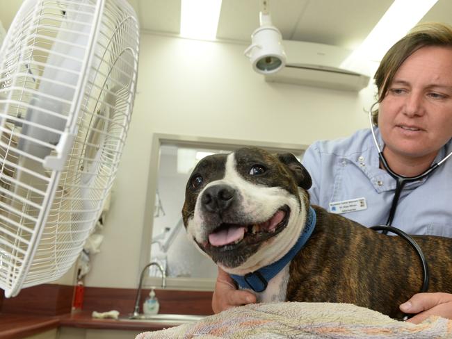 Vet Alex Whan is with Sid the staffy beating the hot weather with the help of a fan.