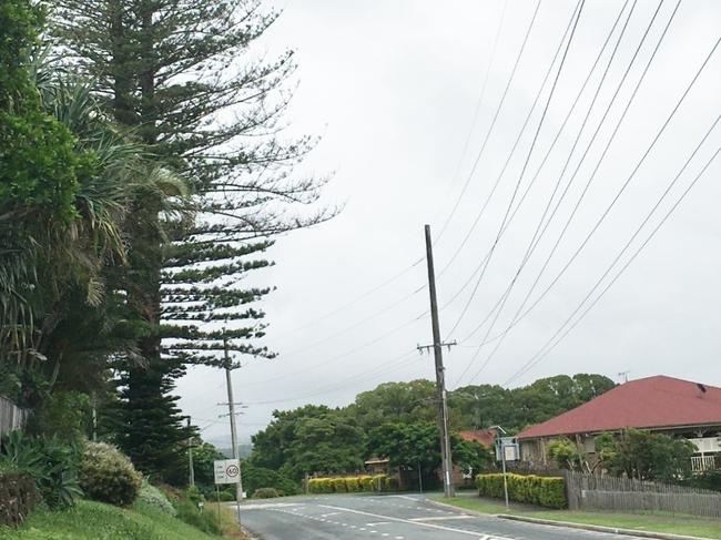 Two Norfolk pines on Terranora Road will be removed due to declining health.