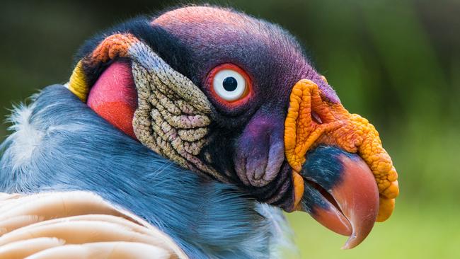 King Vulture. Picture: Supplied/World of Birds