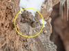 Internet baffled by stunning sight on rock