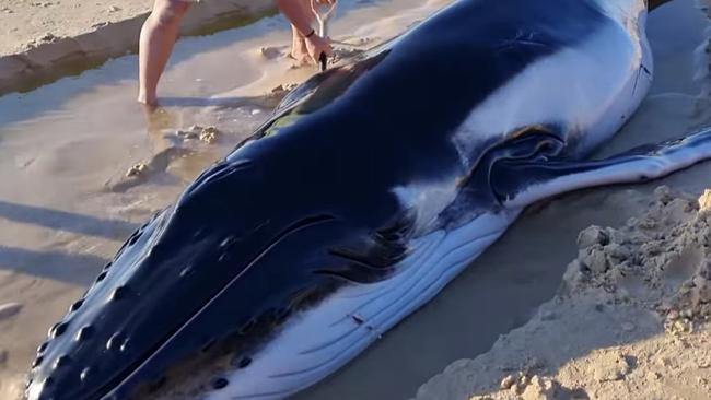 A baby whale has washed up on K'gari (Fraser Island) with people trying to save it.   It is just past Nâgkala Rocks near Cape.