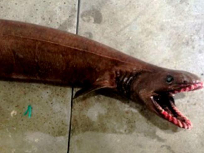 The frilled shark dates back 80 million years. Picture: SETFIA