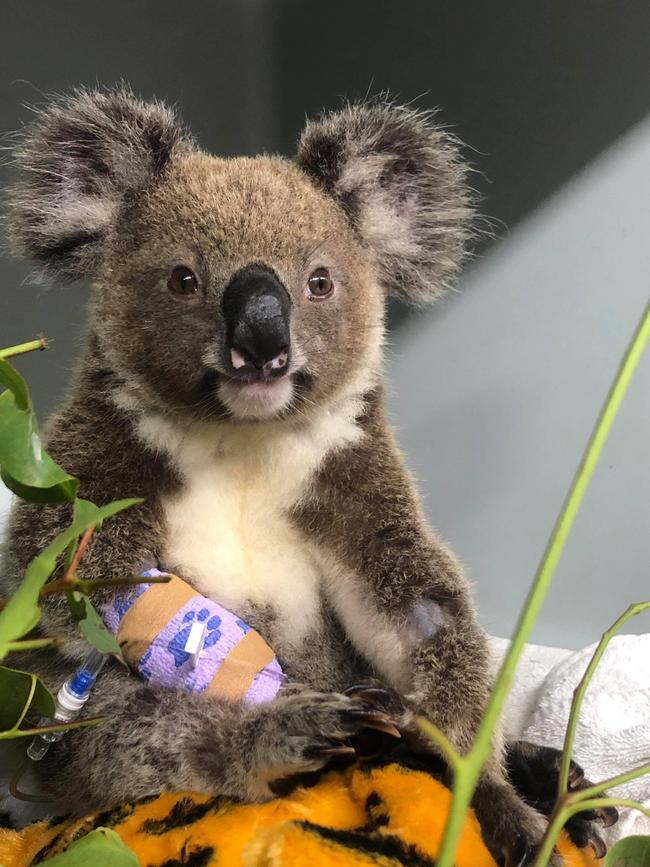 'Pip' the koala is at RSPCA Wildlife Hospital.