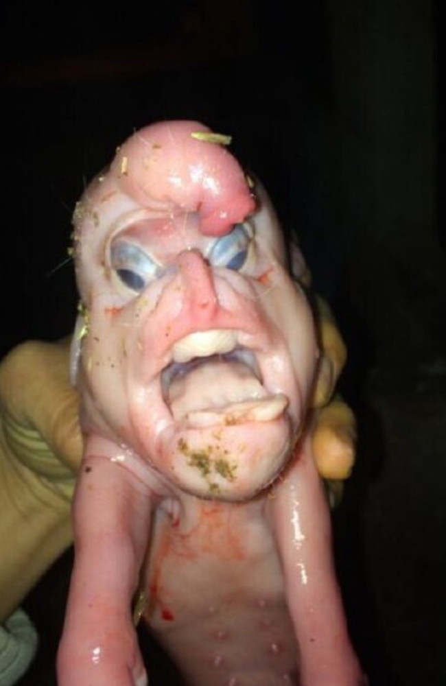 Another mutant pig born in China with a human face and penis on its forehead. Picture: Australscope