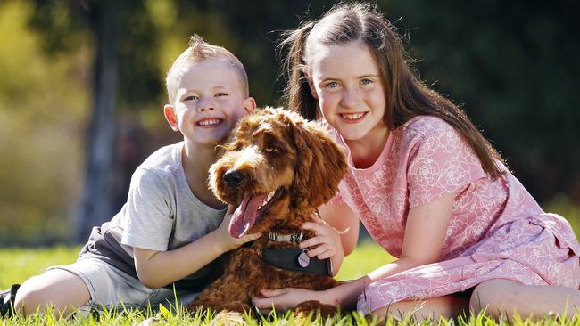 WEEKEND TELEGRAPHS - 16/2/23  MUST CHECK WITH PIC EDITOR  JEFF DARMANIN BEFORE PUBLISHING  -ÃArchieÃ the mini groodle dog pictured with owners Ashton Goodwill and Alyssa Goodwill in Mortdale. Picture: Sam Ruttyn