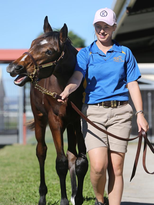 Weanlings for sale at Magic Millions Saleyards at Bundall. Lot 117, a Colt by Not a Single Doubt/ Umaquest from Kambula Stud in South Australia, and handler Amelia Caulton. Picture: Glenn Hampson