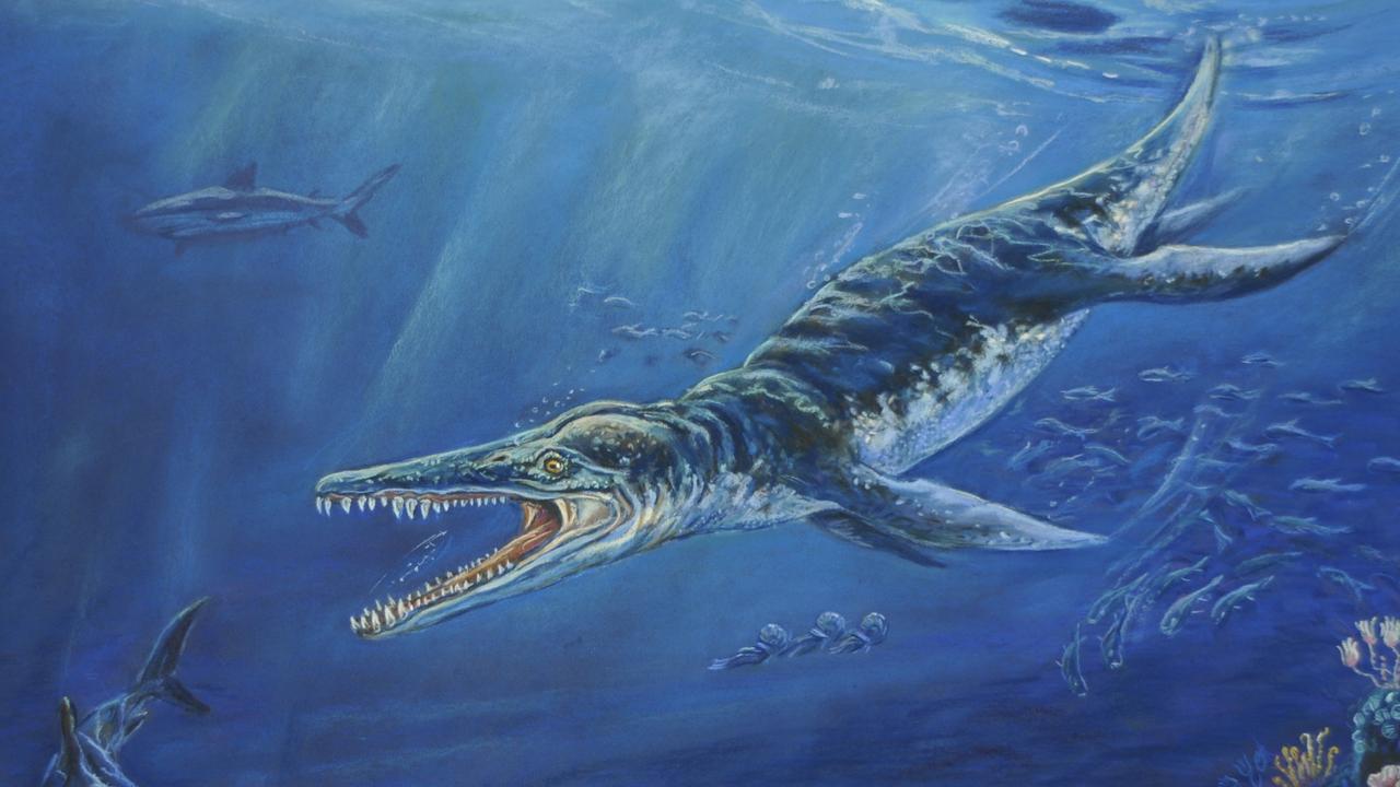 Opalised kronosaurus tooth found at Coober Pedy donated to SA Museum ...