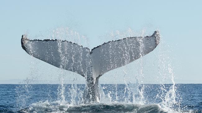 Humpback whales migrating past the Gold Coast. Picture: Mark Buckley Photography.