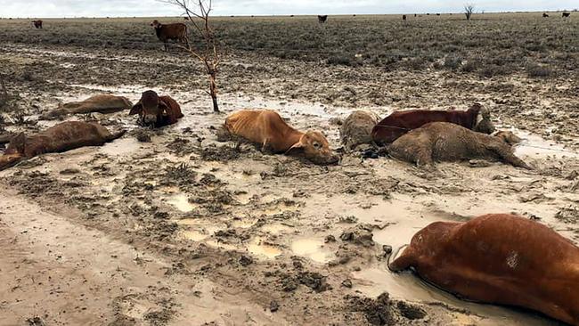 Hundreds of thousands of cattle weakened from a severe drought are feared to have died in record-breaking floods in Queensland. Picture:AFP PHOTO/ Anthony Anderson