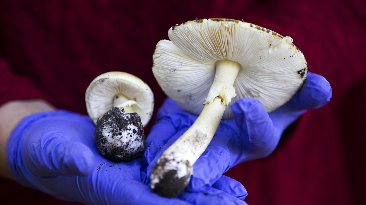 Melbourne deadly mushroom alert: death cap, yellow-stainer fungi