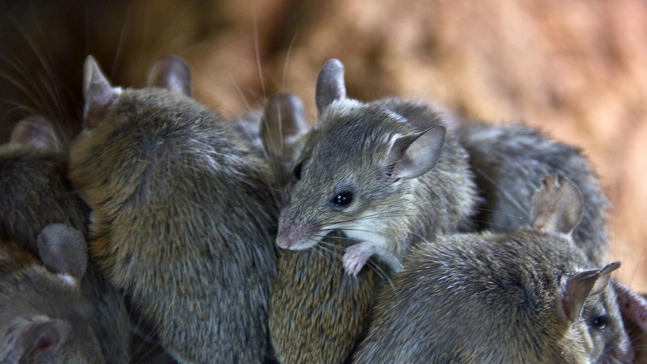 RACQ Pest Worx Qld warns residents to check heating due to mouse