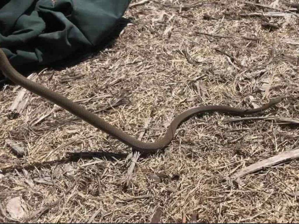 This Yellow-faced whipsnake was found under a couch at Harvey Norman.