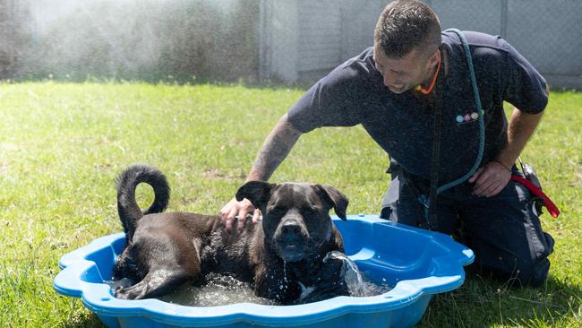 GAWS has launched its 2024 Christmas Appeal. Photo: Phil Yeo