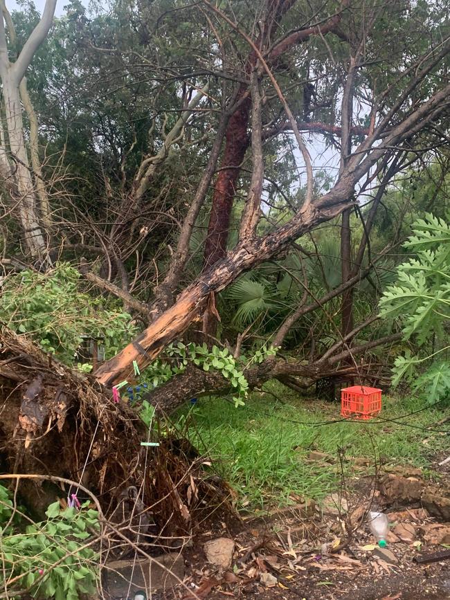 Large trees were uprooted on Rachael Walters’ property near Mataranka. Picture: Rachael Walters